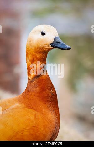 Portrait von sehr niedlichen Ruddy Shelduck oder rote Ente mit Wasser tropft nach dem Schwimmen im Teich Stockfoto