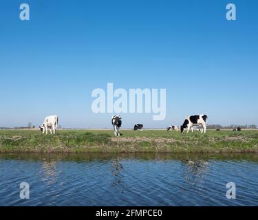 Schwarz-weiß gefleckte holsteinkälber auf grüner Wiese Unter blauem Himmel in holland Stockfoto