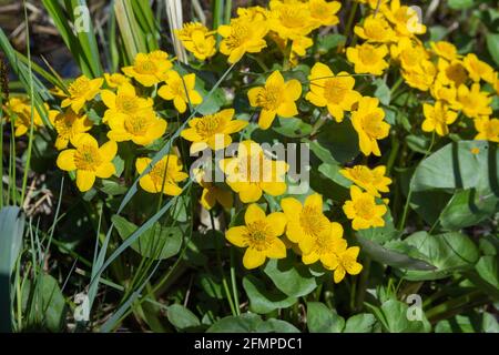 In einem Frühlingswald blüht gelber Sumpfmarmeltier oder Caltha Palustris. Stockfoto
