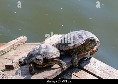 Zwei Rotohrschildkröten, Trachemys scripta elegans, sonnenbaden auf einer hölzernen Plattform im von Menschenhand gebauten Teich im Engelbecken Park, Berlin, Deutschland. Stockfoto