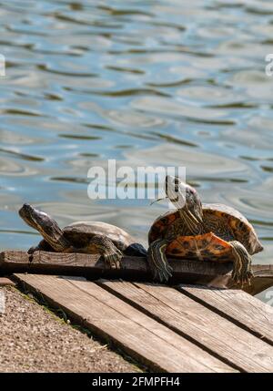 Zwei Rotohrschildkröten, Trachemys scripta elegans, sonnenbaden auf einer hölzernen Plattform im von Menschenhand gebauten Teich im Engelbecken Park, Berlin, Deutschland. Stockfoto