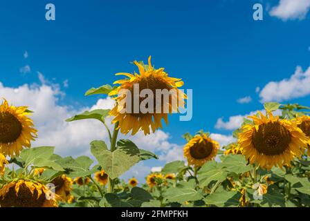Landwirtschaftliche Landschaft mit blühenden Sonnenblumen vor blauem Sommerhimmel Ukraine Stockfoto