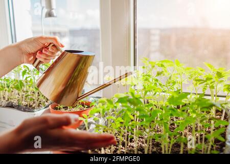 Gießen von Tomatensämlingen in einer Schachtel mit Gießkannen zu Hause auf der Fensterbank. Federarbeiten. Landwirtschaft und Landwirtschaft. Bio-Bauernhof Stockfoto