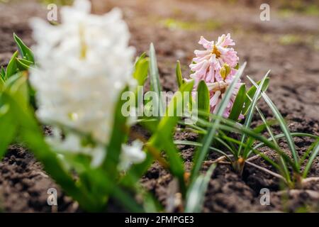 Weiße und rosafarbene Hyazinthen blühen im Frühlingsgarten. Der April blüht. Stockfoto