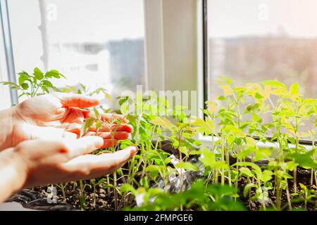 Landwirt kontrolliert Tomatensämlinge in der Box zu Hause. Frühlingsgemüse wächst auf der Fensterbank. Landwirtschaft und Landwirtschaft. Stockfoto