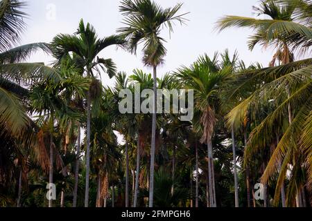 Blick auf die Palmenplantage von Areca. Betel-Plantage zusammen mit Kokospalmen. Stockfoto