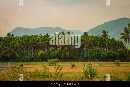 Blick auf die Palmenplantage von Areca. Betel-Plantage zusammen mit Kokospalmen. Stockfoto