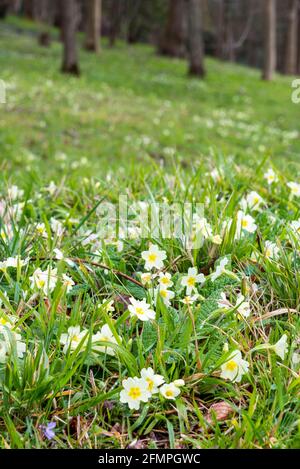 Frühlingsblumen, Primeln, stehen im Vordergrund mit Baumstämmen im Wald im Hintergrund. Stockfoto