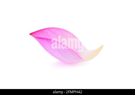 Nahaufnahme auf Lotusblütenblatt isolieren auf weißem Hintergrund Stockfoto