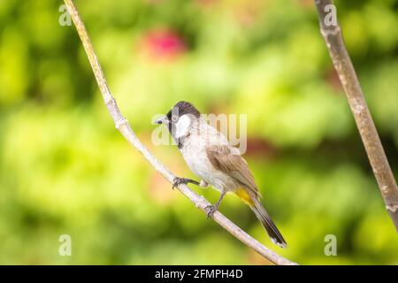 Bulbul sitzt auf einem Ast. Stockfoto