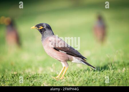 Myna auf der Suche. Stockfoto