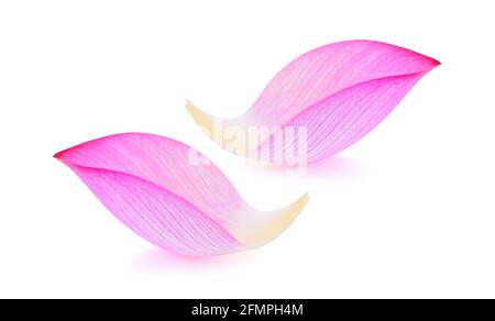 Nahaufnahme auf Lotusblütenblatt isolieren auf weißem Hintergrund Stockfoto