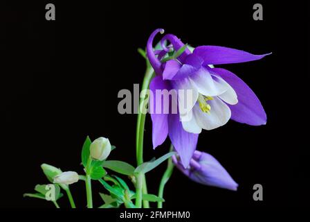 Aquilegia Blume mit Knospen, Nahaufnahme. Isoliert auf schwarzem Hintergrund. Navy White ist eine Sorte mit tiefblauen Blütenblättern und weißen Zentren. Stockfoto