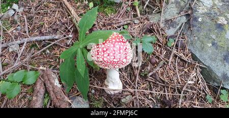 amanita ein wunderbarer Pilz versteckt in den Wäldern Stockfoto