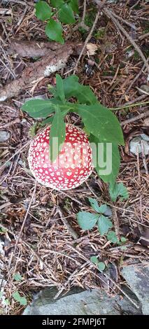 amanita ein wunderbarer Pilz versteckt in den Wäldern Stockfoto