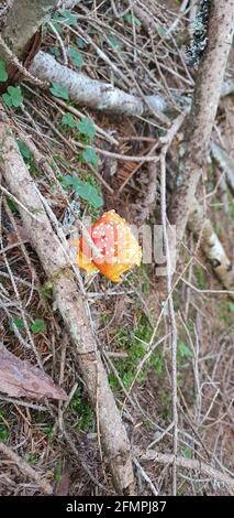 amanita ein wunderbarer Pilz versteckt in den Wäldern Stockfoto