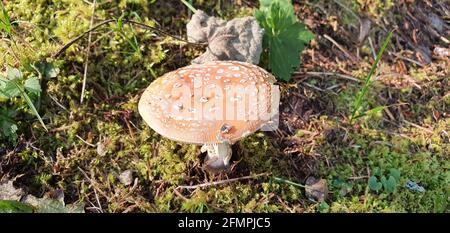 amanita ein wunderbarer Pilz versteckt in den Wäldern Stockfoto