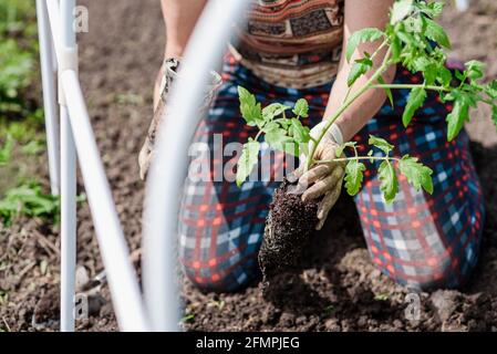 Pflanzen von Tomatensämlingen mit den Händen eines sorgfältigen Bauern In ihrem Garten Stockfoto