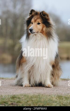 Porträt eines Sheltie Shetland Schäferhundes Stockfoto