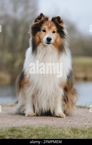 Porträt eines Sheltie Shetland Schäferhundes Stockfoto