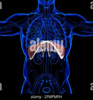 Membran menschliche Atemwege Anatomie für medizinisches Konzept 3D Illustration Stockfoto