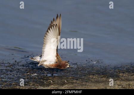 Brachvogel Sandpiper - Zucht Gefieder - Stretching Flügel Calidris Ferruginea Lesbos, Griechenland BI002351 Stockfoto