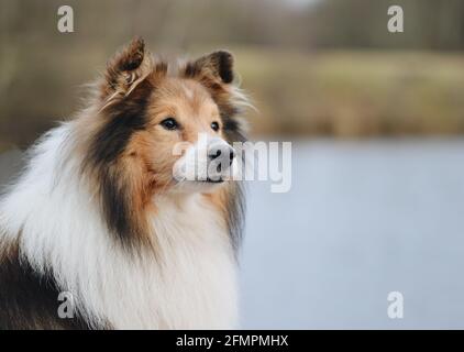Porträt eines Sheltie Shetland Schäferhundes Stockfoto