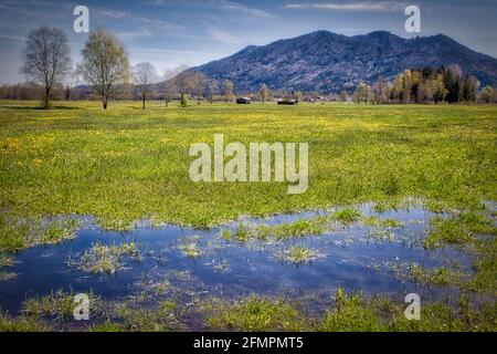 DE - BAYERN: Frühling im Loisach Moorland mit Stallacher Kopf im Hintergrund (HDR-Bild) Stockfoto