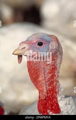 Türkei – domestiziert BI003542 Stockfoto