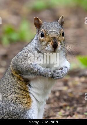 Sehr süßes graues Eichhörnchen (Sciurus carolinensis), das mit den Pfoten zusammensitzt und in die Kamera schaut Stockfoto