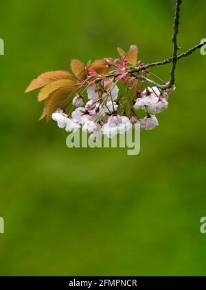 Schöne Kirschblüte (Prunus-Arten) Fotografiert vor einem unscharf grünen Laubhintergrund Stockfoto
