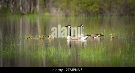 Ich hatte das Glück, diese Familie von Kanadagänsen an einem Frühlingsabend auf unserem Grundstück in Door County WI für ein Abendabenteuer einzufangen. Stockfoto