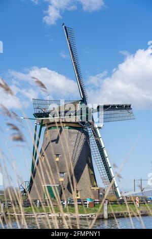 Niederländische Windmühle hinter dem Schilf Stockfoto