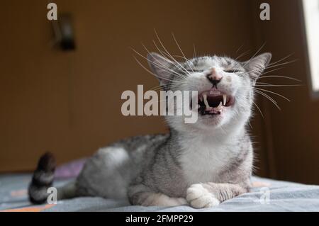 Eine gähnende Katze, die aussieht, als würde sie mit vollen Zähnen lächeln und auf dem Bett kühlen. Stockfoto