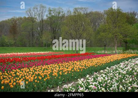 Tulip Field während des Tulip Time Festivals in den Windmill Island Gardens auf der Lincoln Avenue in Holland, Michigan Stockfoto