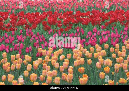 Tulip Field während des Tulip Time Festivals in den Windmill Island Gardens auf der Lincoln Avenue in Holland, Michigan Stockfoto