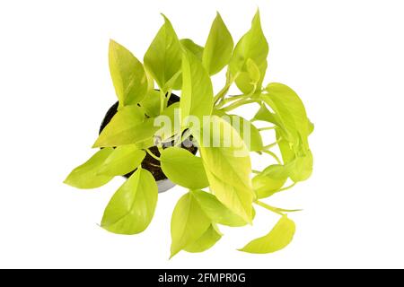 Neongrün 'Epipremnum Aureum Neon' Zimmerpflanze in Blumentopf isoliert Auf weißem Hintergrund Stockfoto