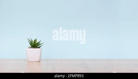 Arbeitsbereich mit minimaler Zusammensetzung, Zimmerpflanzen auf Holztisch, Rauminnenraum mit Pflanze und blauer Wand, langes Bild Stockfoto