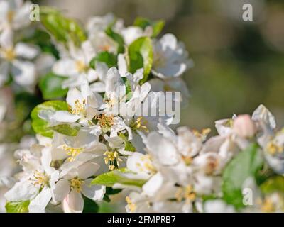 Blühende Apfelbaum, Malus, im Frühling in einer Nahaufnahme Stockfoto