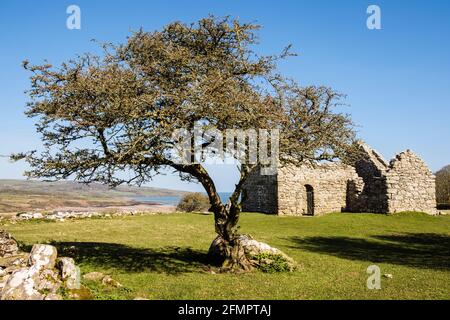 Capel Lligwy ruiniert Überreste einer kleinen Kapelle aus dem 12. Jahrhundert mit Blick auf die Bucht von Lligwy. Moelfre, Isle of Anglesey, Nordwales, Großbritannien Stockfoto