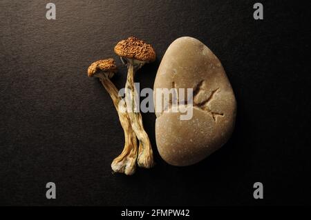 Getrocknete Psilocybe Cubensis Psilocybin Pilze auf schwarzem Hintergrund, flach liegend. Magische schäumen den Goldenen Lehrer. Psychedelisch inspiriert. Natürliche Kräuter die Stockfoto