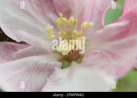 Makroaufnahme der Apfelblüte „Elstar“. Konzentrieren Sie sich auf die Staubgefäße. Kurze Schärfentiefe. Stockfoto