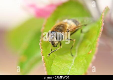 Makroaufnahme des Gesichts einer gewöhnlichen Drohnenfliege (Eristalis tenax), einer Art Schwebefliege, die eine Honigbiene imitiert. Sie sind wichtige Bestäuber. Stockfoto