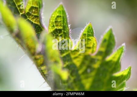 Makro-Nahaufnahme einer Brennnessel mit Hintergrundbeleuchtung (Urtica dioica). Das Muster auf dem Blatt und die hohlen stechenden Haare (Trichome) sind sichtbar. Stockfoto