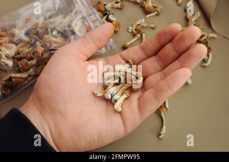 Psilocybin Psilocybe Cubensis Pilze in der Hand des Mannes auf braunem Hintergrund. Psychedelischer Zauberpilz Golden Teacher. Draufsicht, flach liegend. Mikrodosierung Stockfoto