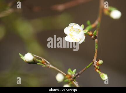 Die erste Blüte im frühen Frühjahr in Süd-Limburg, Niederlande. Wahrscheinlich Kirschpflaumenblüte. Stockfoto