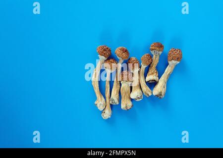 Trockene Psilocybin-Pilze auf hellblauem Hintergrund. Psychedelischer Zauberpilz Golden Teacher. Medizinische Verwendung. Mikrodosierkonzept. Stockfoto