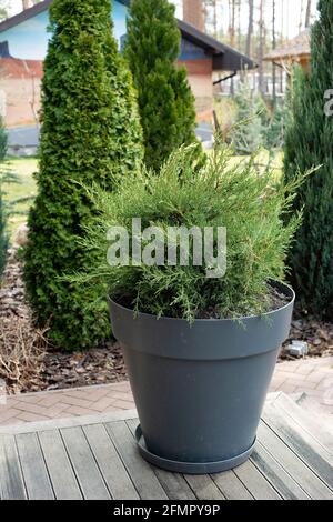 Immergrüner Thuja im Landschaftsdesign. Zypresse in einem Topf auf der Veranda eines Privathauses. Stockfoto