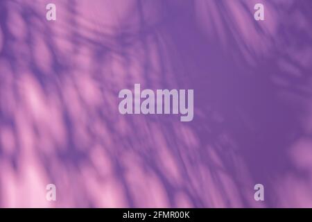 Schatten eines Palmenblatts auf einem rosa Hintergrund mit Kopierfläche. Sommerferien Reise Strand Konzept. Flach lagen bunte Palmblätter. Stockfoto