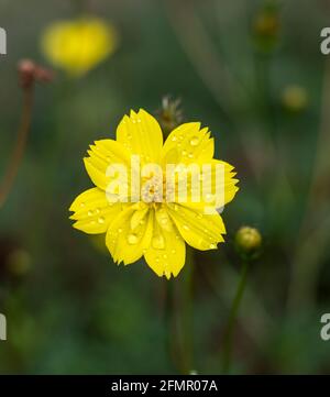 Gelber Cosmos Sulfureus Stockfoto